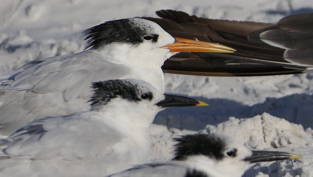 Elegant Tern - Claire Herzog