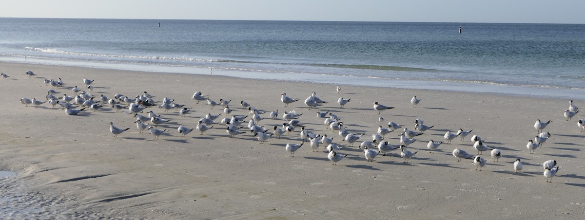 Sandwich Tern - ML72462911