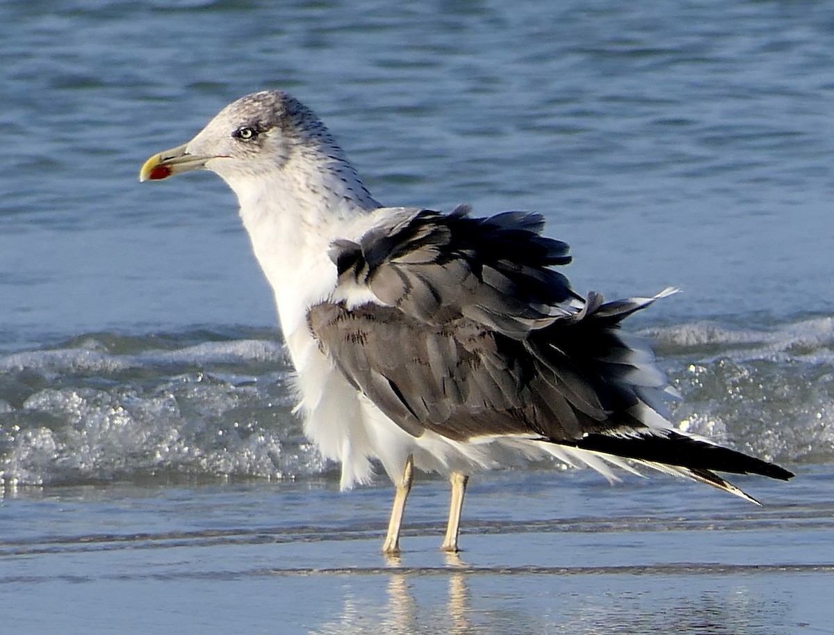 Lesser Black-backed Gull - ML72462951