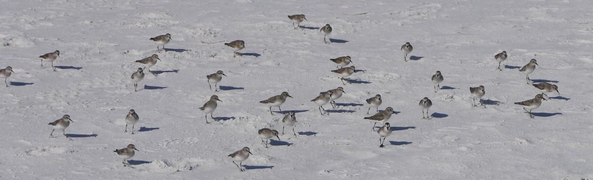 Least Sandpiper - ML72463301