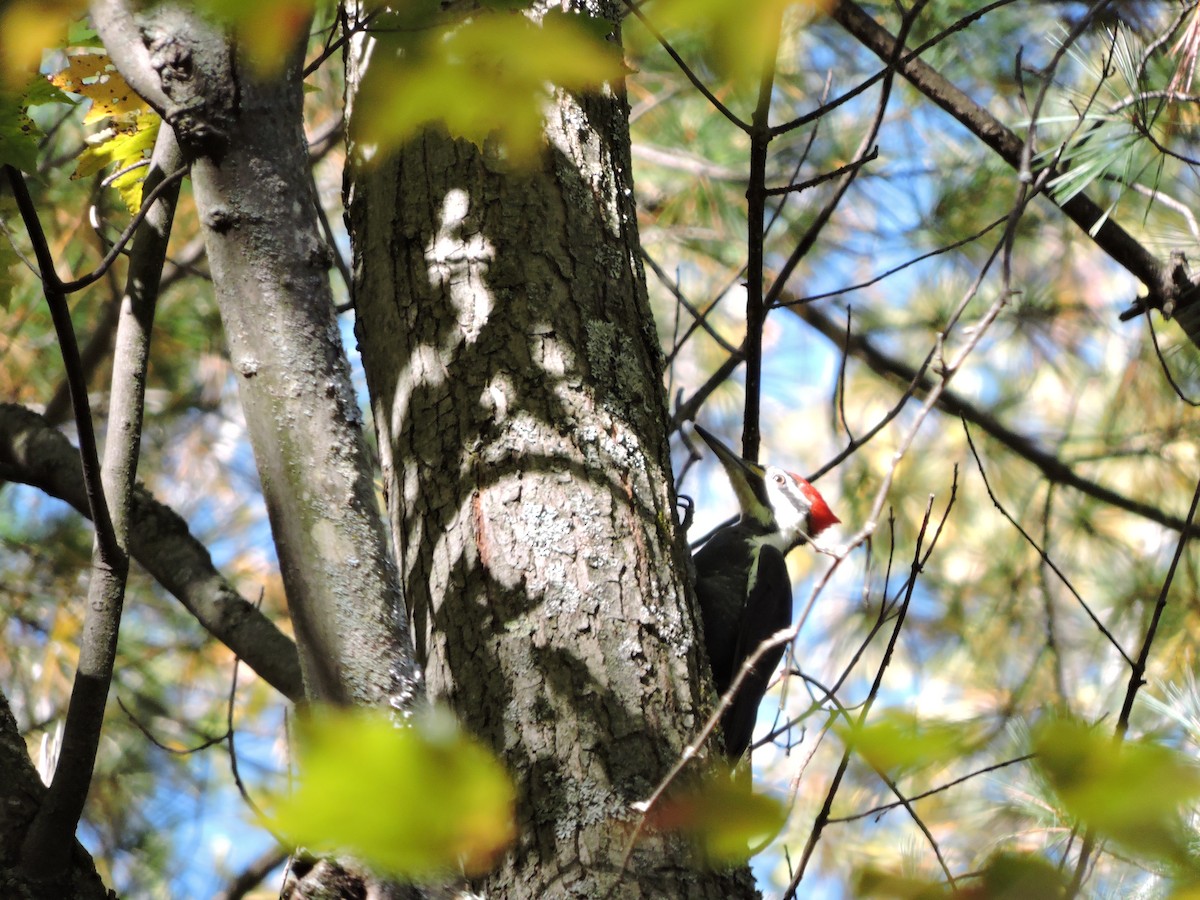 Pileated Woodpecker - ML72463321