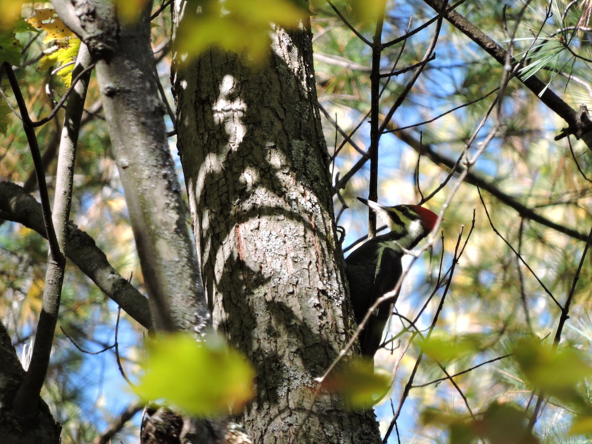 Pileated Woodpecker - ML72463401