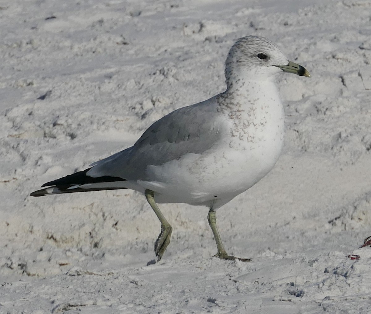 Ring-billed Gull - ML72463511