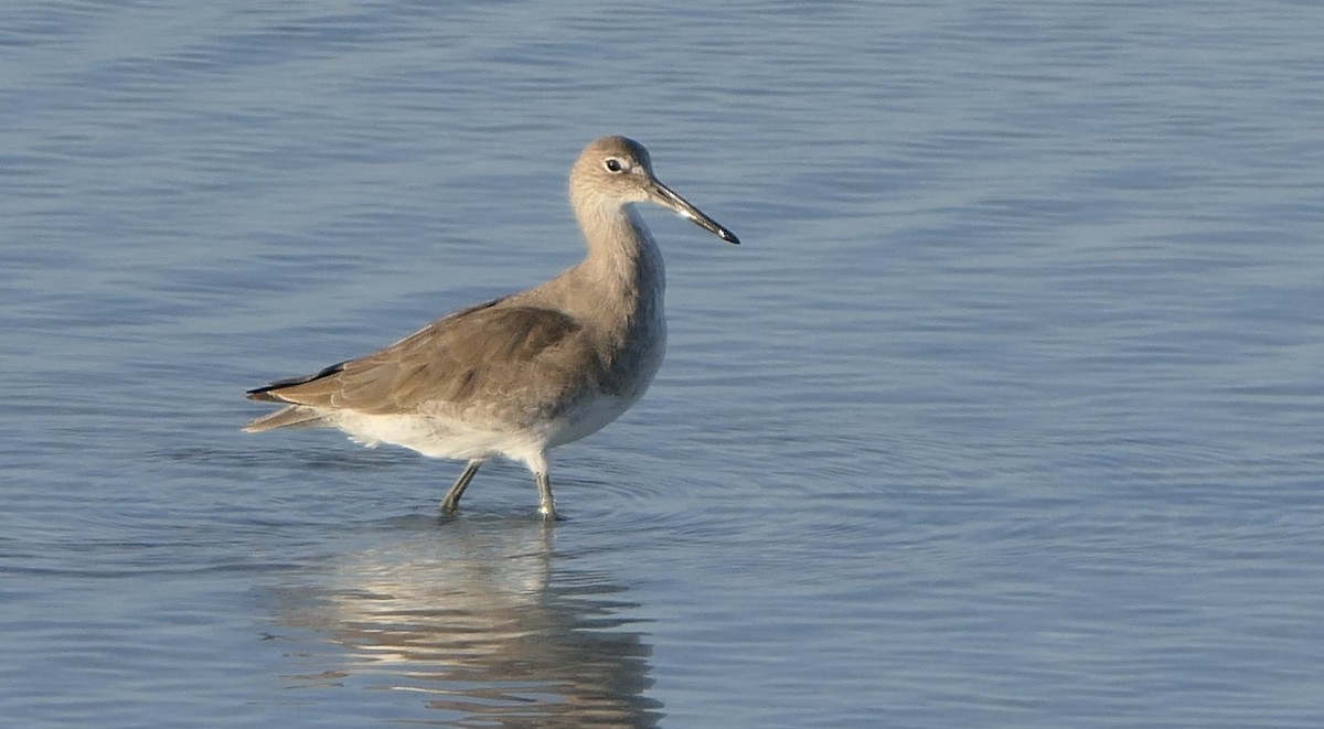 Willet - ML72463541