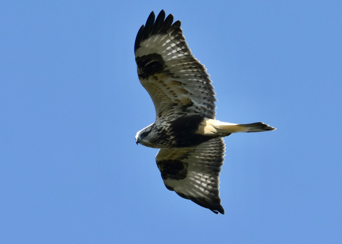 Rough-legged Hawk - ML72464241