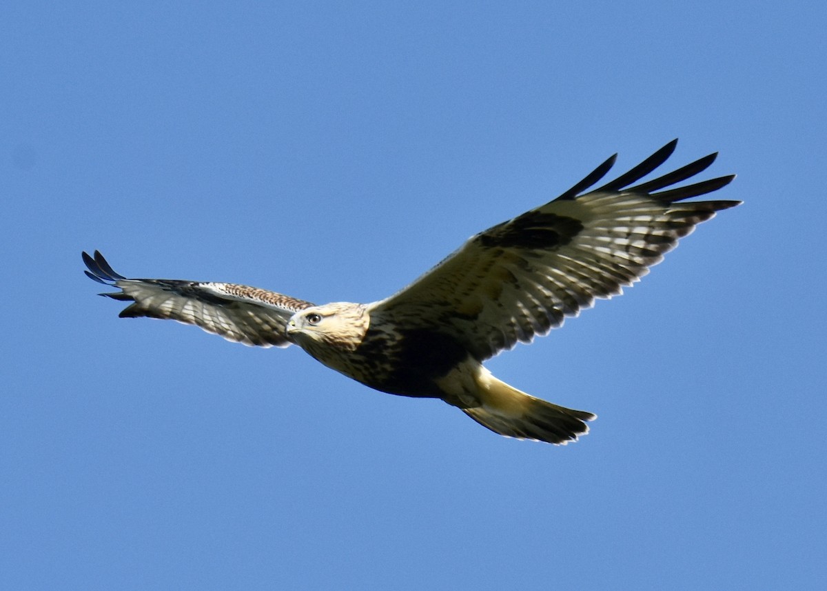 Rough-legged Hawk - ML72464621