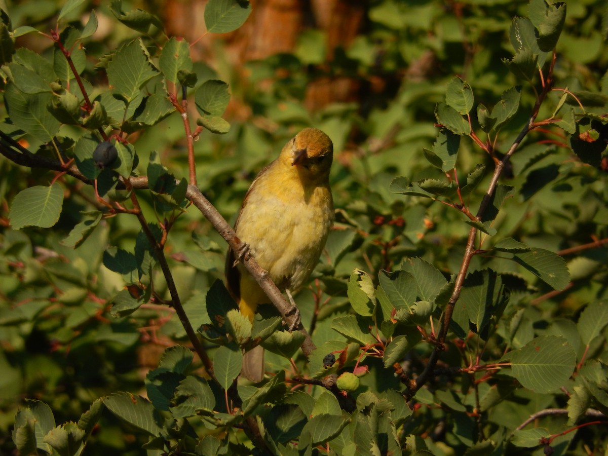 Western Tanager - ML72465431