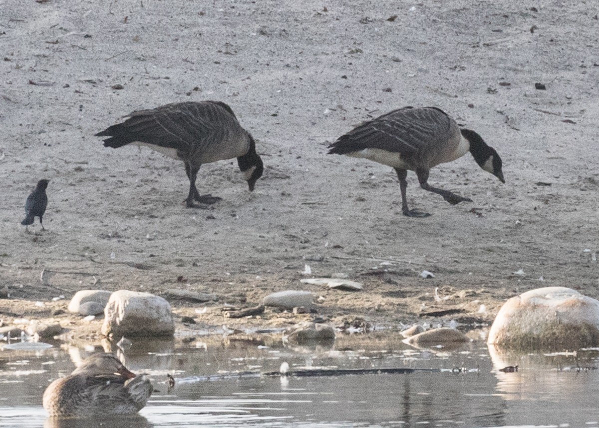 Cackling Goose - Rebecca Coulter