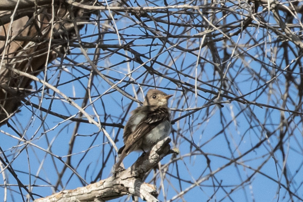 Western Wood-Pewee - Rebecca Coulter