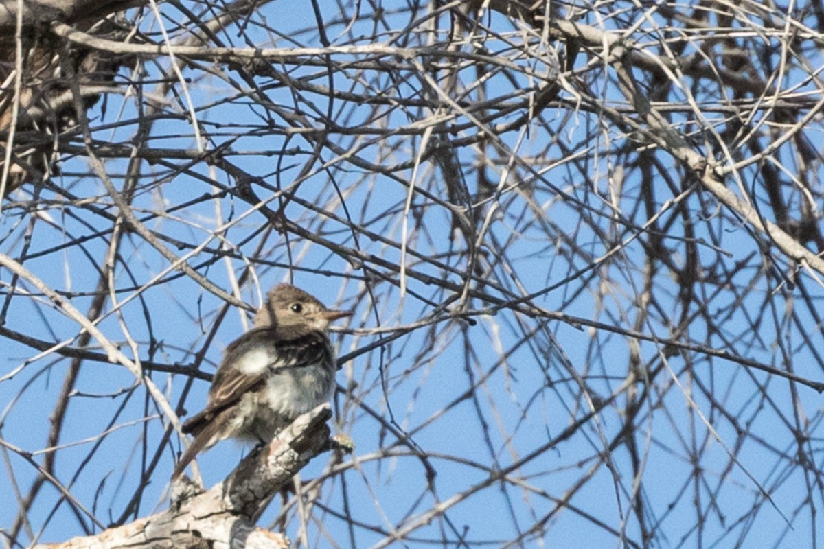 Western Wood-Pewee - ML72465841