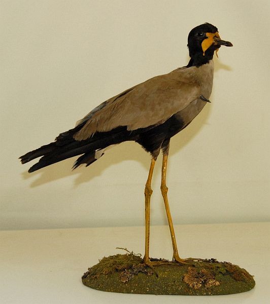 Javan Lapwing - ML724661