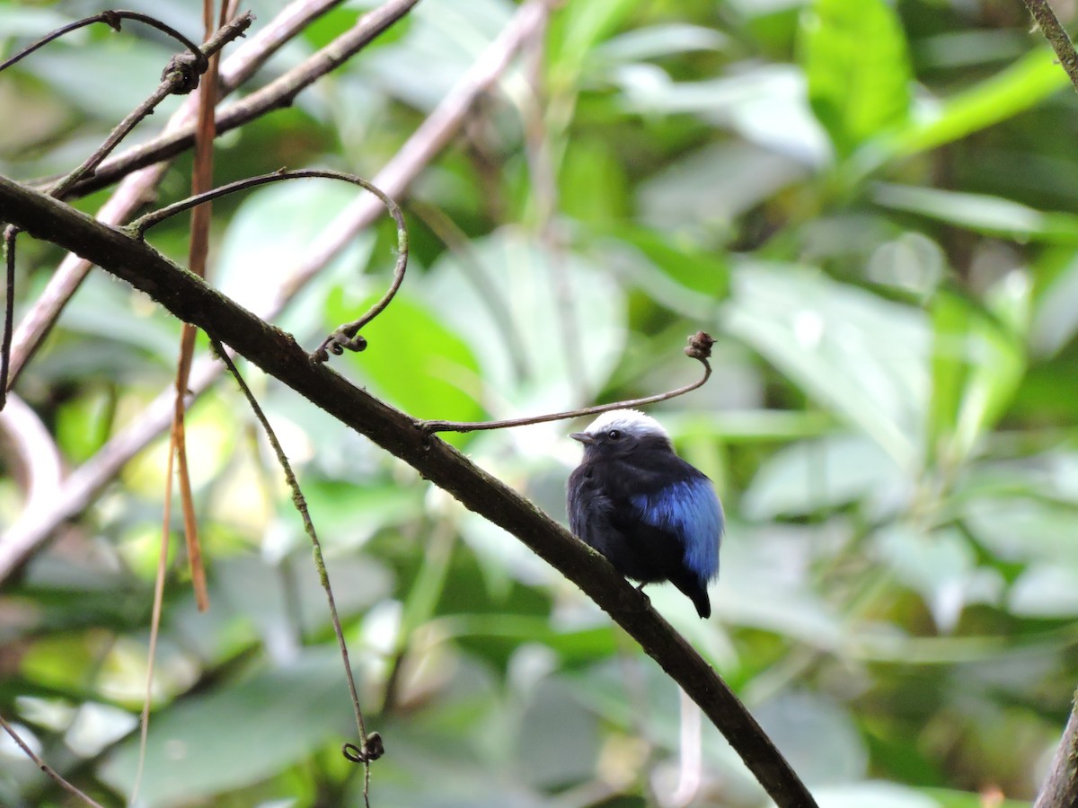 Blue-rumped Manakin - Edwin Munera