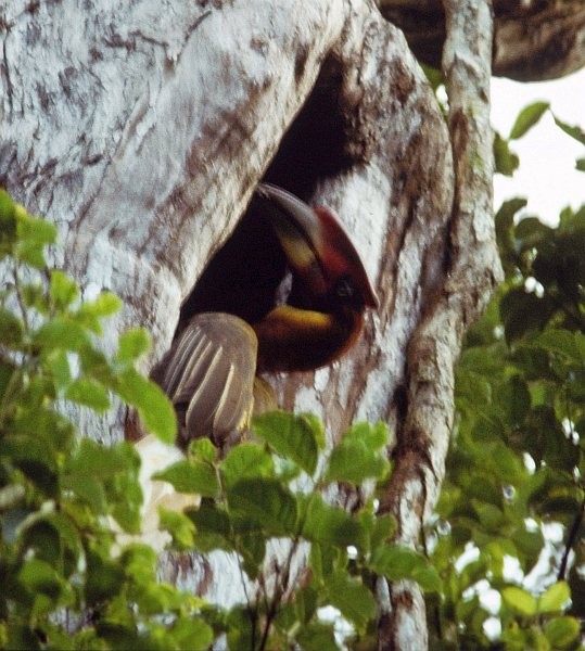 blodhornfugl (mindanensis/semigaleatus) - ML724662