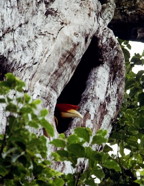 Rufous Hornbill (Southern) - ML724663