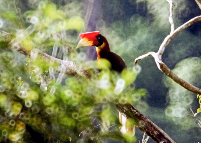 Rufous Hornbill (Southern) - ML724664