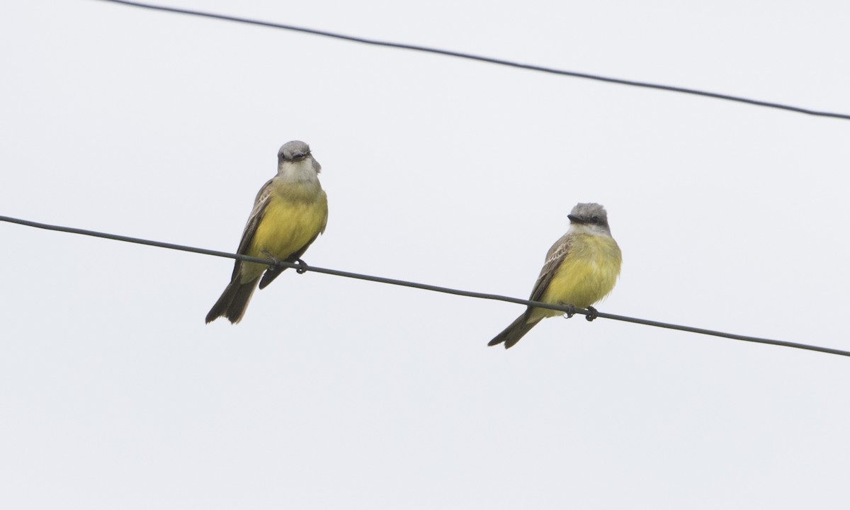 Tropical Kingbird - ML72466471