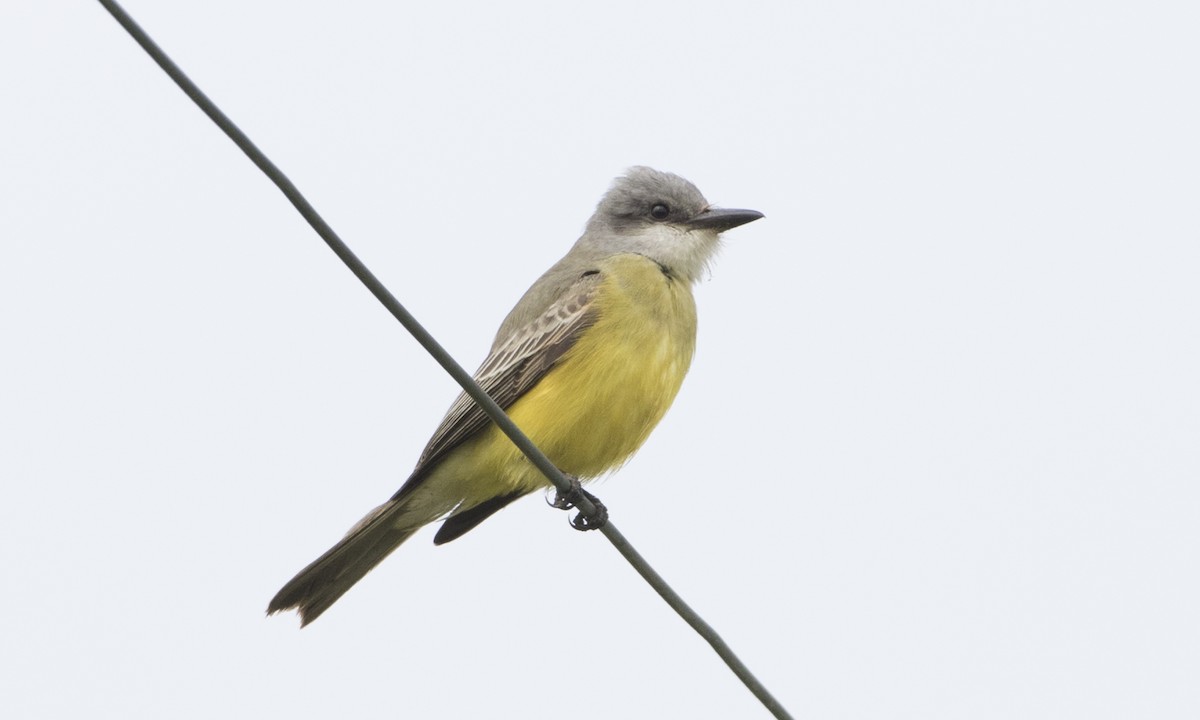 Tropical Kingbird - ML72466491