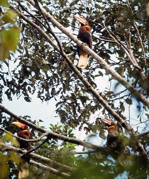 Rufous Hornbill (Southern) - ML724665