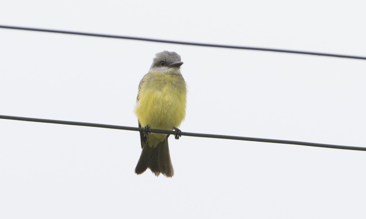 Tropical Kingbird - ML72466551