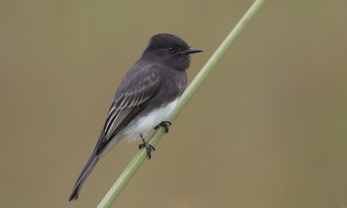 Black Phoebe - Brian Sullivan