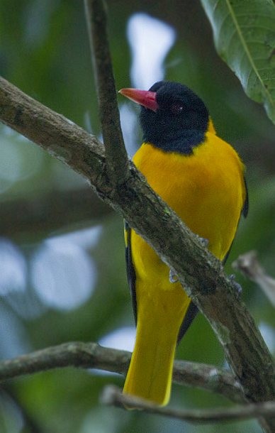 Black-hooded Oriole - ML724671