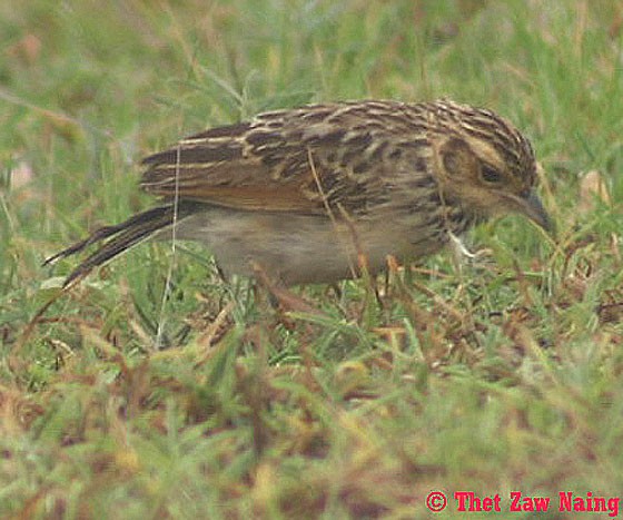 Burmese Bushlark - ML724674