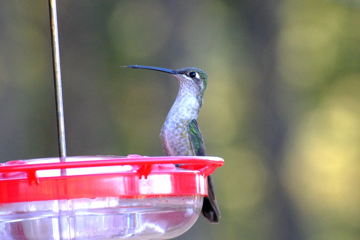 Rivoli's Hummingbird - ML72468031