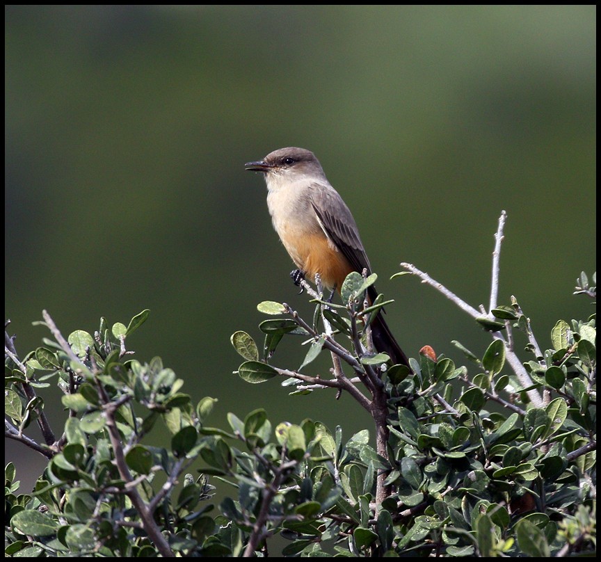 Say's Phoebe - ML72471181