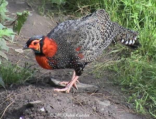 Western Tragopan - ML724745