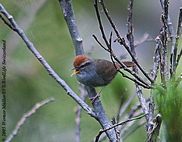 Gray-sided Bush Warbler - ML724754