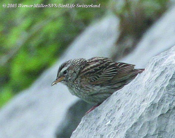 Upland Pipit - Werner Mueller