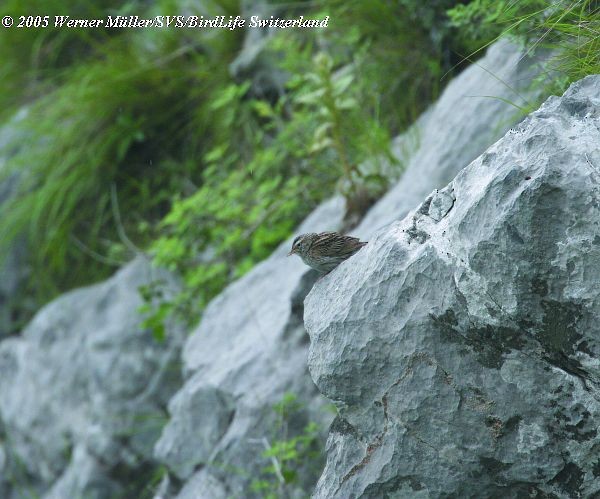 Pipit montagnard - ML724756