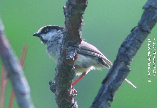 White-cheeked Tit - ML724757