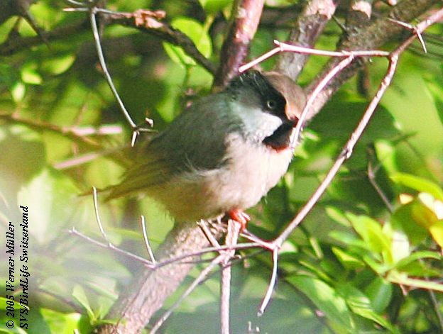 White-cheeked Tit - ML724758