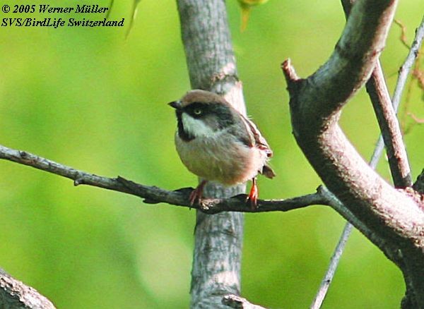 White-cheeked Tit - ML724759