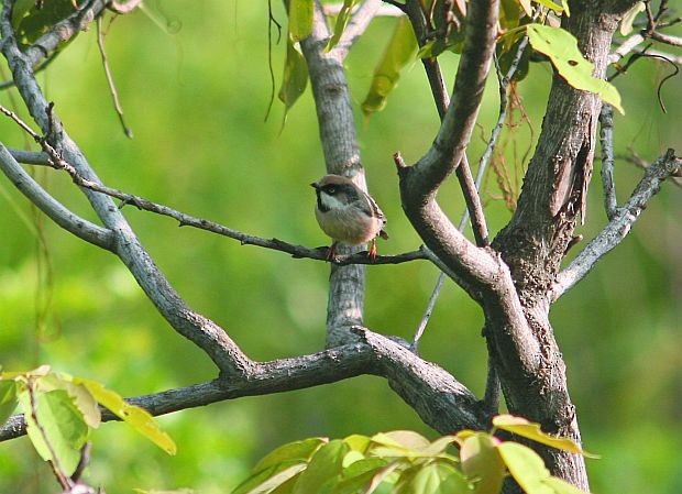 White-cheeked Tit - ML724760