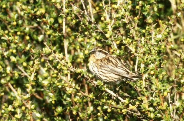 Himalayan White-browed Rosefinch - ML724770