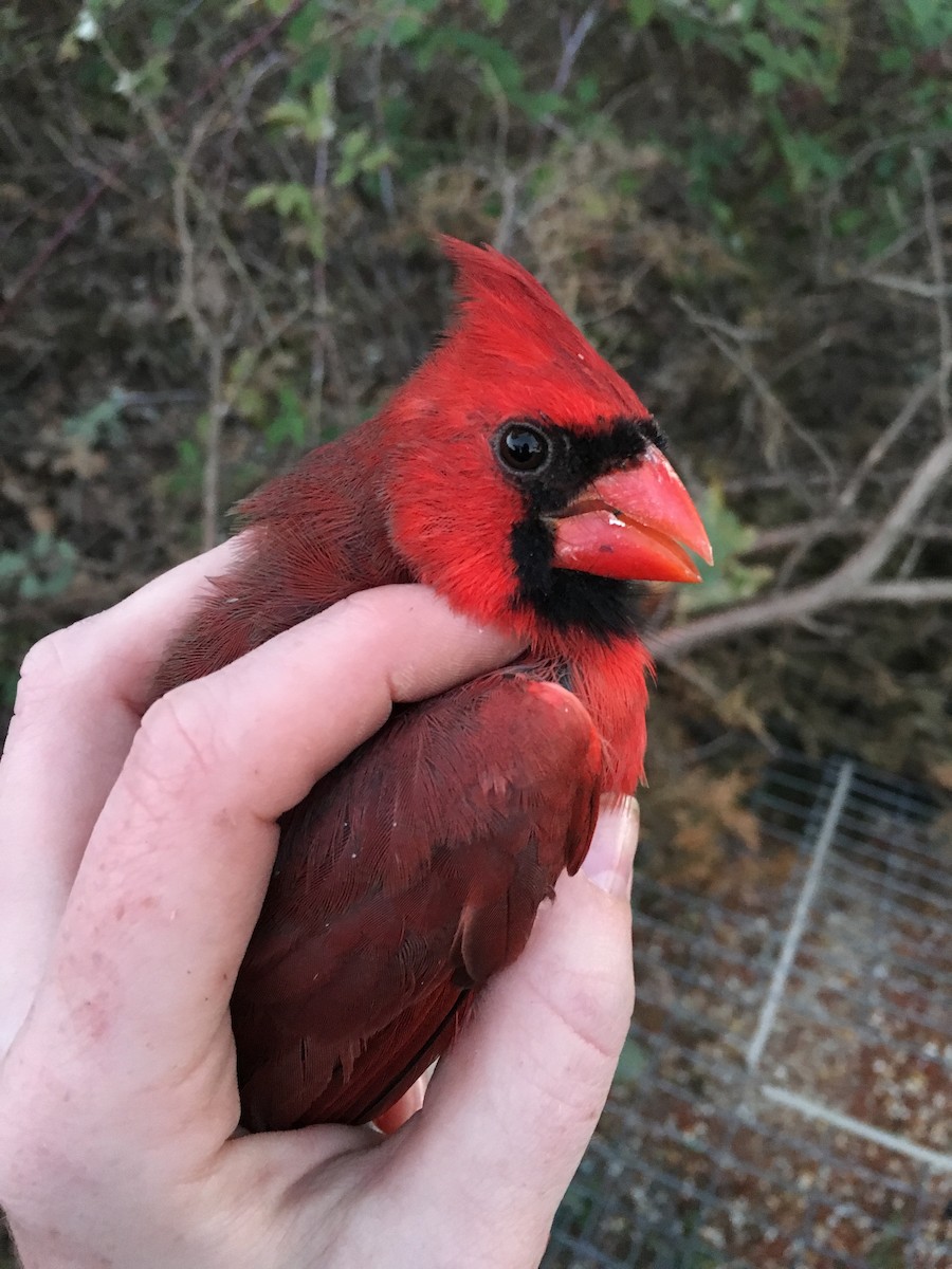 Cardinal rouge - ML72477051
