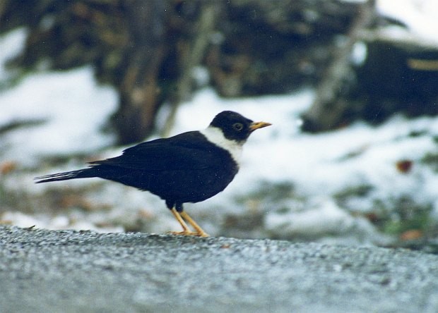 White-collared Blackbird - ML724771