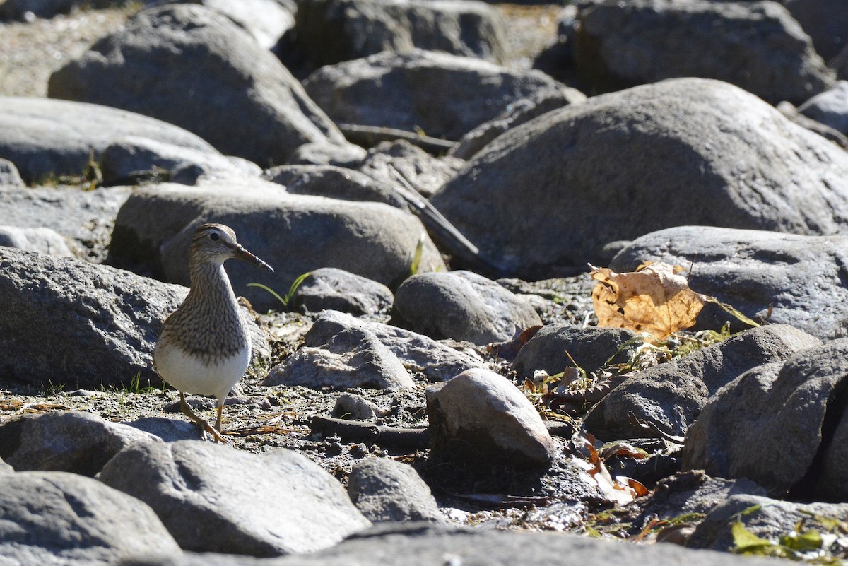 Pectoral Sandpiper - ML72478731