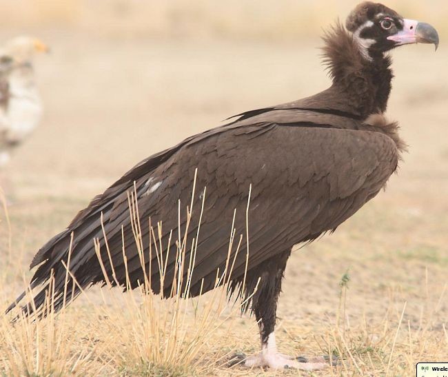 Cinereous Vulture - ML724796