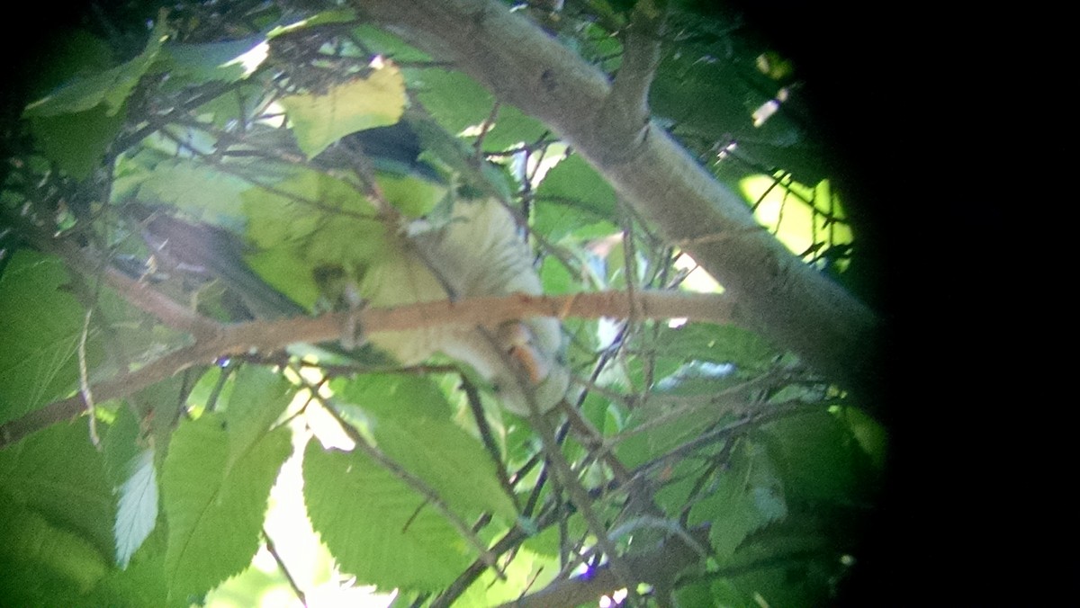Monk Parakeet - ML72480171