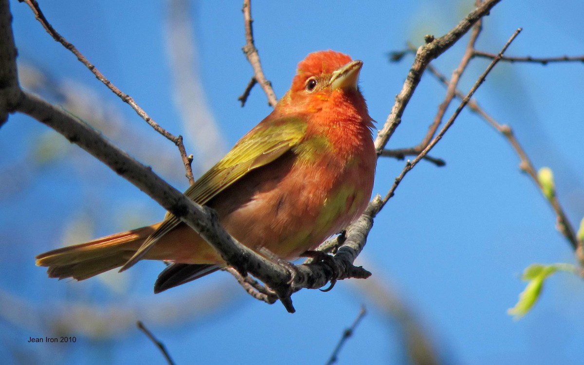 Summer Tanager - Jean Iron