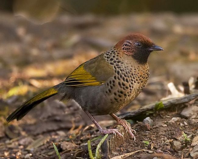 Chestnut-crowned Laughingthrush - ML724817