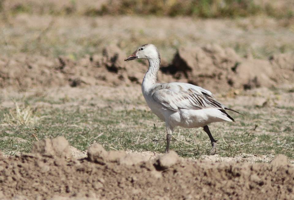 Snow Goose - Paul Marvin