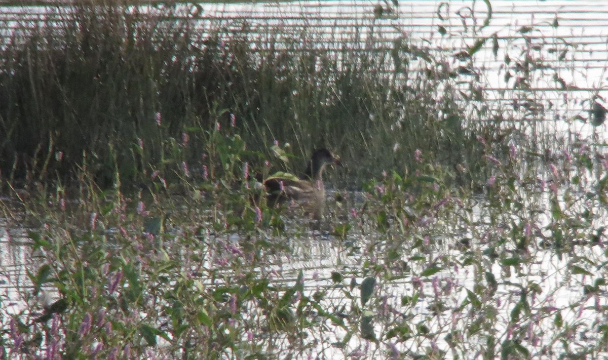 Common Gallinule - ML72484311