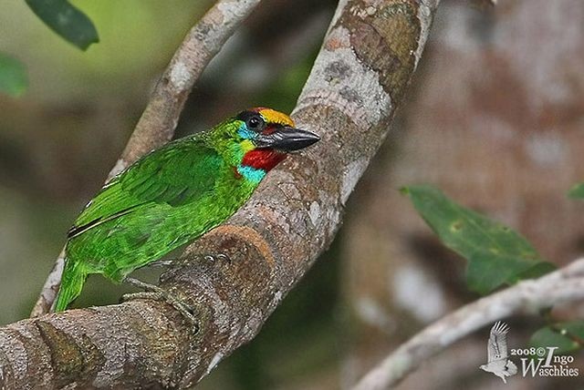 Red-throated Barbet - ML724844