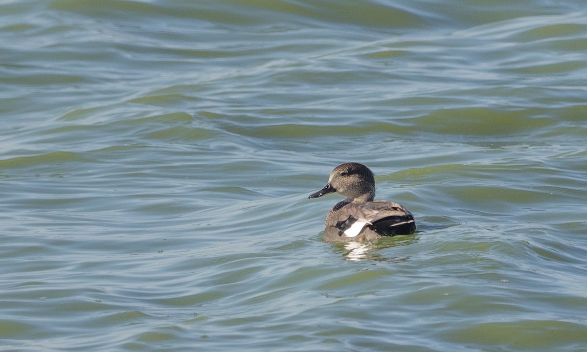 Gadwall - ML72484631