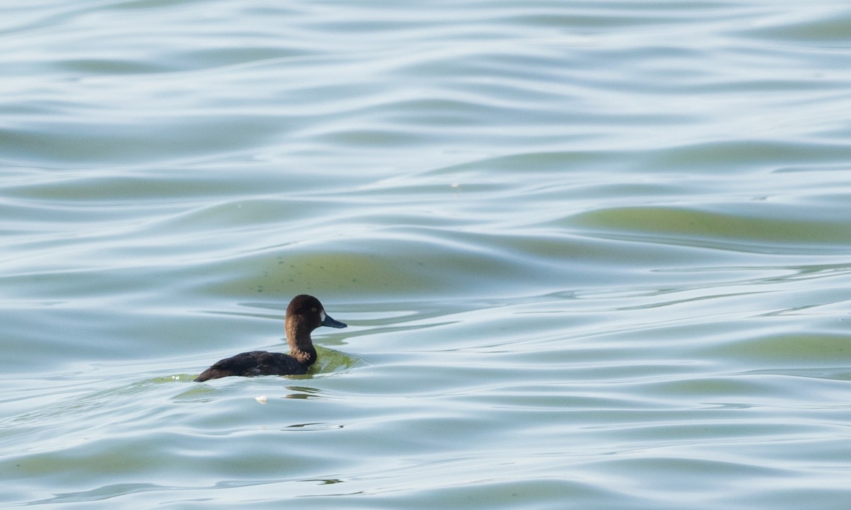 Lesser Scaup - ML72484701