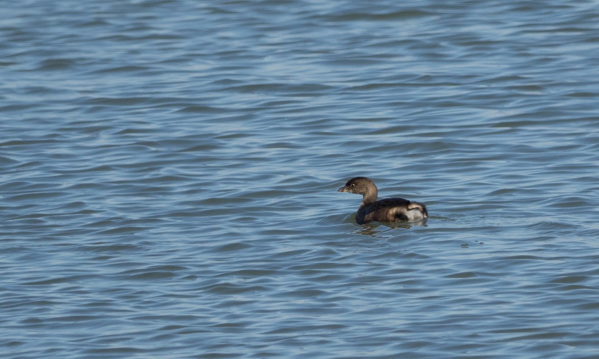 Pied-billed Grebe - ML72484811